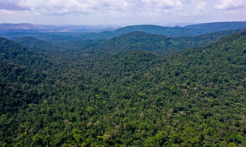 desmatamento, Amazônia, Amazonas, bioeconomia