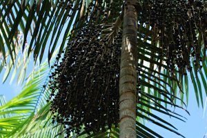 Floresta conservada aumenta em quatro vezes produtividade de açaí