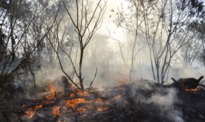 Sistema é capaz de prever incêndios no Cerrado em tempo real