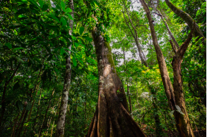 Segunda fase do REM MT é lançada e premiará iniciativas que reduzem emissões de CO2