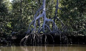 Mangues evitam absorção de carbono pela atmosfera