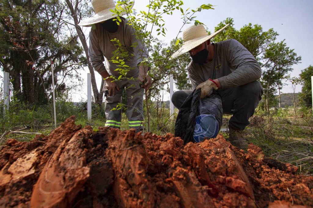 Paraná, Sustentabilidade