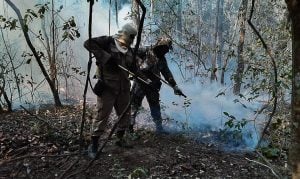 Pesquisa revela que Pantanal teve 30 % da área total incendiada