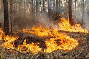 Inteligência Artificial identifica focos de incêndio com antecedência