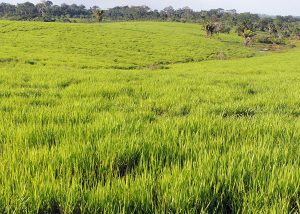 Calculadora mostra quantidade de sementes a serem plantadas em pastagens