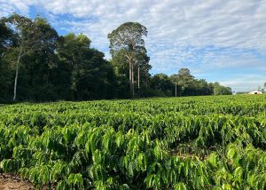 Café: estudo estima estoque de carbono do grão