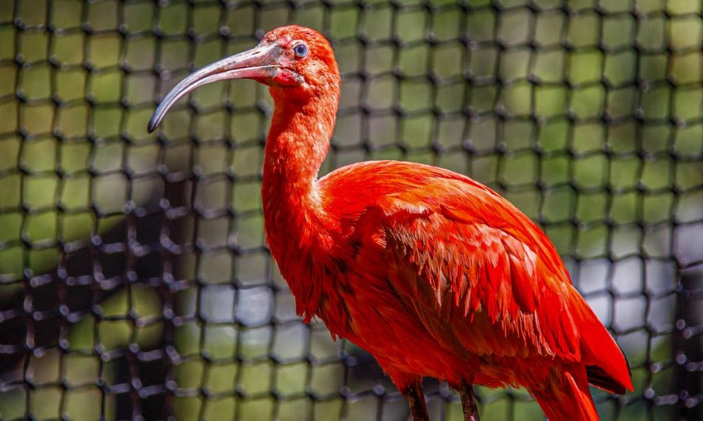 Espécie, Guará-Vermelho