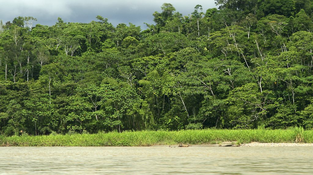 amazônia, bolsa verde, cúpula da amazônia