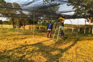 Instalação de viveiros agroflorestais promove conservação ambiental e desenvolvimento