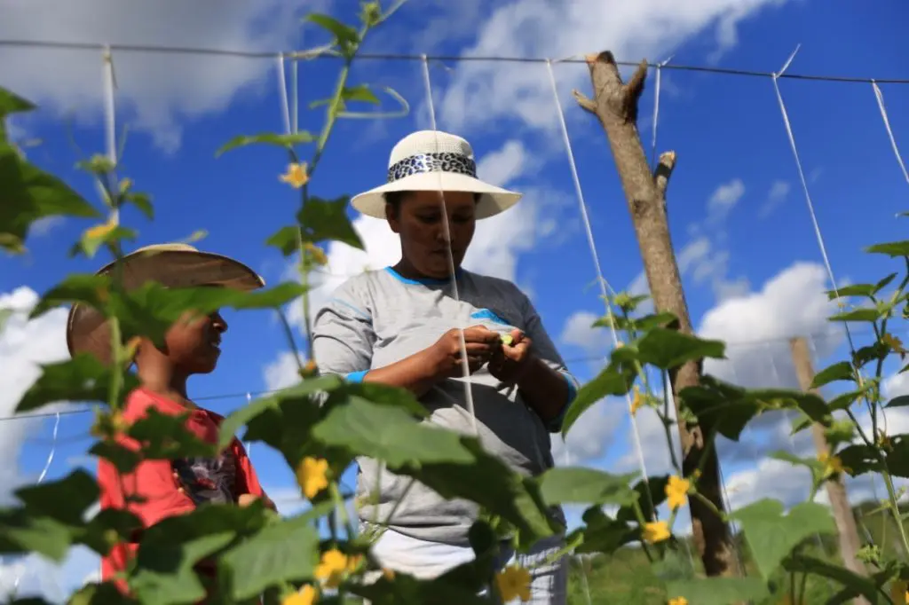 Projeto, Sorriso, Capital Do Agro