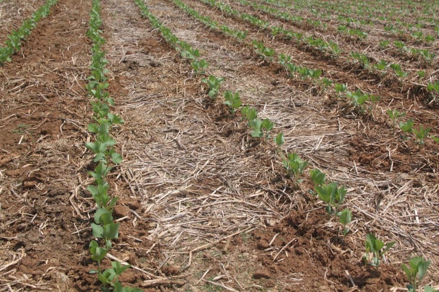 Mudanças Climáticas, Soja, Calor