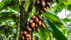 Produtor no Pará adota sistemas agroflorestais para impulsionar produção de cacau