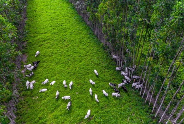 Vale Do Araguaia