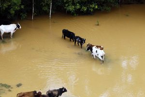 Paraná cria Rede Integrada para atendimento de animais em desastres