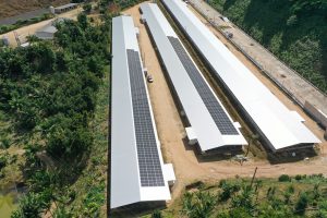 Grupo avícola economiza quase 2 milhões por ano com uso de energia solar