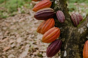 Ministério da Agricultura lança plano de desenvolvimento da cadeia de cacau