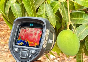 Plantas: confira dicas para reduzir efeitos do excesso de calor