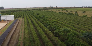 Fazenda Três Meninas é exemplo de agricultura sustentável