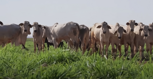 Fazenda produz 170.000 animais terminados por ano em apenas 10% da área