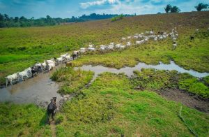 JBS lança nova versão de projeto para pecuaristas aderirem a tecnologias com mais produtividade