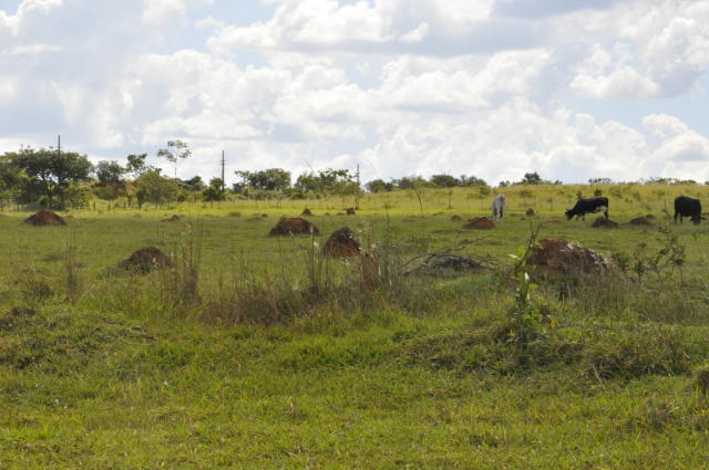 Pastagens, Goiás, Embrapa