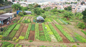 Agricultura urbana pode contribuir para segurança alimentar nas cidades