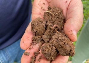 Sistemas de produção agropecuária sustentáveis contribuem para um solo saudável