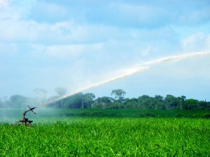 Irrigação por gotejamento na cana-de-açúcar traz 50% de aumento na produtividade