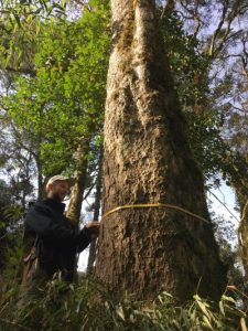 Mata Atlântica: mais de 80% das espécies de árvores estão ameaçadas de extinção