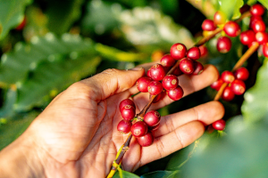 Cafezais do Cerrado Mineiro tem emissão negativa de carbono equivalente a um hectare por ano