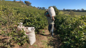 Brasil terá métricas próprias para calcular impacto ambiental da agropecuária