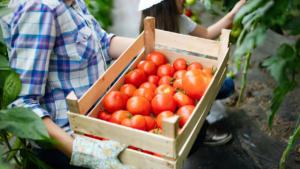 Agricultura familiar é responsável por 70% da comida presente na mesa dos brasileiros