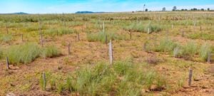 Estudo aponta caminho para aumentar o sucesso das iniciativas de restauração do Cerrado