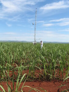 Tecnologia simula impactos do sequestro de carbono na cana-de-açúcar