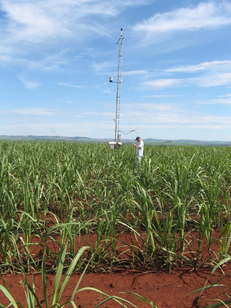 Ecosmos Cana-De-Açúcar