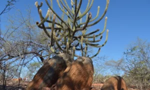 Governo retoma Comissão Nacional de Combate à Desertificação