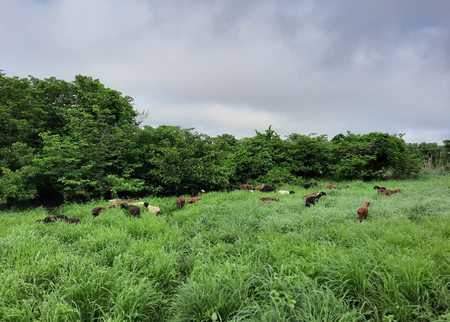 Caatinga: estudo aponta que sistemas agroflorestais aumentam estoques de carbono e nitrogênio no solo