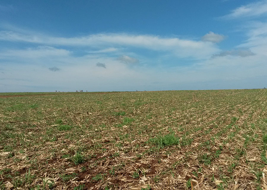 Pesquisa aponta como a produção agrícola no Cerrado sofrerá os impactos das mudanças climáticas