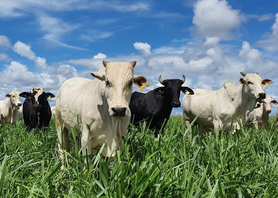 Embrapa "dá sinal verde" para produção de Carne Baixo Carbono (CBC)