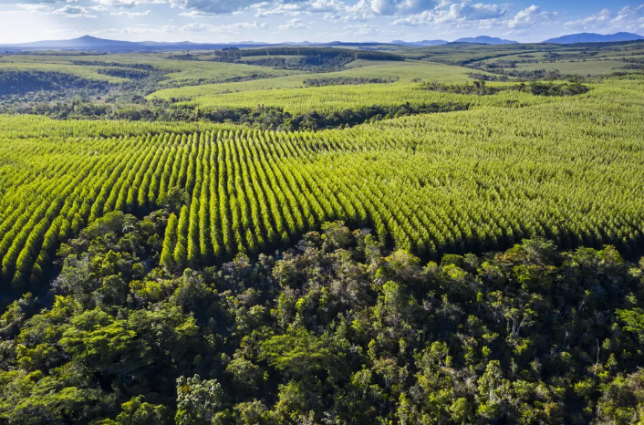 BNDES investe R$ 200 milhões em projeto de reflorestamento para produção sustentável de papel