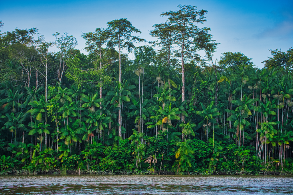 Projeto investe até R$ 400 mil em negócios com impacto sustentável na Amazônia