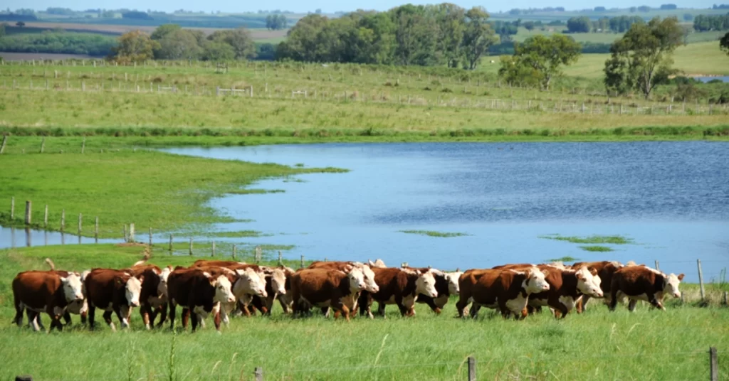 Qual a situação da pecuária e da cadeia da soja no Rio Grande do Sul?