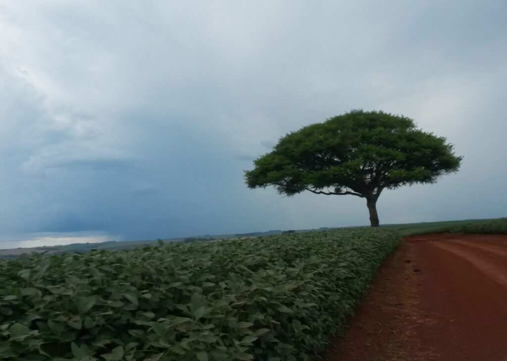 Pesquisa aponta como a produção agrícola no Cerrado sofrerá os impactos das mudanças climáticas