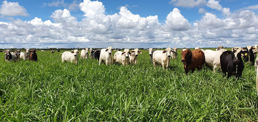 Como um pecuarista de Mato Grosso superou bloqueios ambientais na venda de gado aos frigoríficos