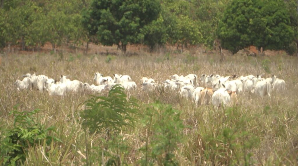 Denúncias de ONG levam MPF a recomendar desclassificação de crédito rural