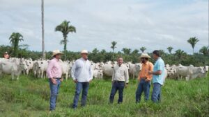 Rancho Rochael: Tradição e inovação no melhoramento genético do Tocantins