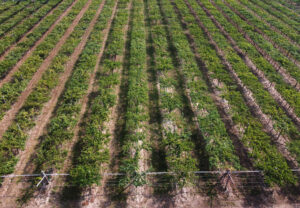 Escritório Verde chega ao Sudeste: expansão em Minas Gerais aumenta assistência gratuita aos produtores rurais