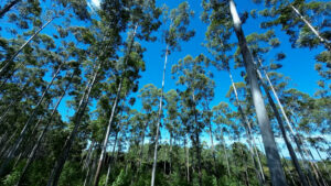 Embrapa conclui experimento revolucionário em sistemas integrados no Mato Grosso