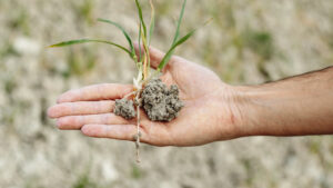 Safra 2024/25 em alerta: calor extremo e atraso das chuvas impõem desafios críticos para agricultores brasileiros