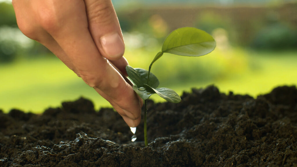 Hand Watering The Seedling 793435 | Planeta Campo